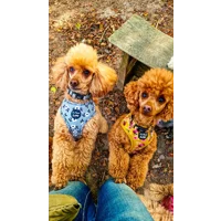 Green Meadow Daisy Dog Harness  - optional flower accessory