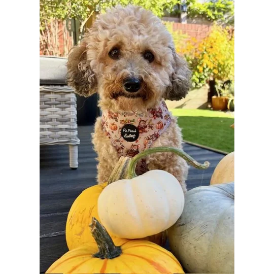 Harvest Mouse Dog Harness