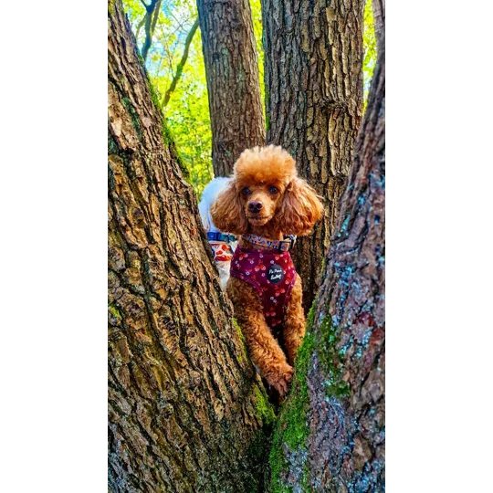 Happy Little Acorns Dog Harness