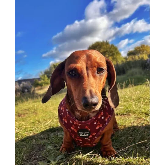 Happy Little Acorns Dog Harness