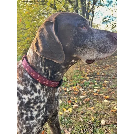 Happy Little Acorns Dog Collar