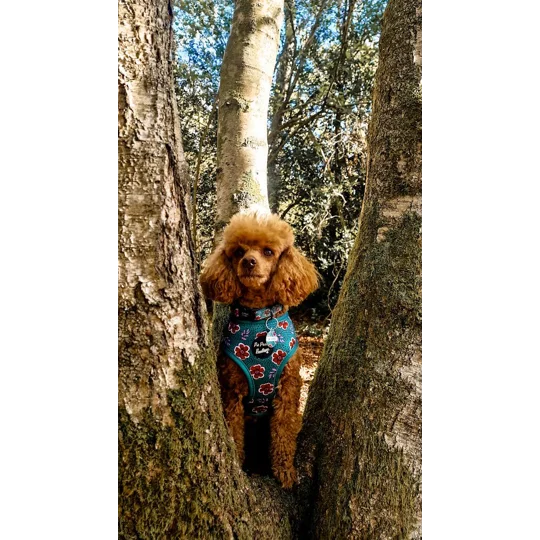 Wild Green Poppy Dog Collar