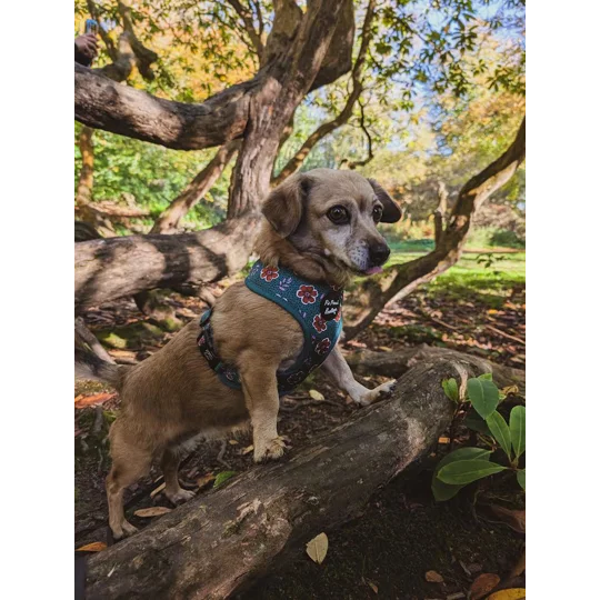 Wild Green Poppy Dog Harness