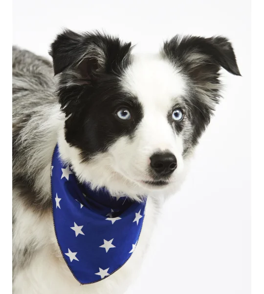 Blue Star Bandana