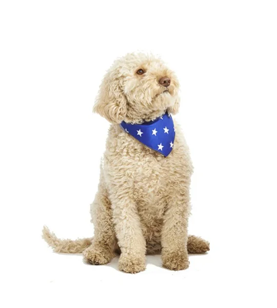 Blue Star Bandana
