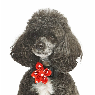 Red Polka Flower Collar Attachment Red Polka Flower Collar Attachment