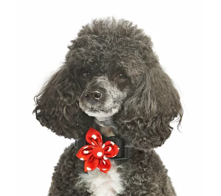 Red Polka Flower Collar Attachment
