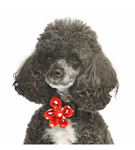 Red Polka Flower Collar Attachment