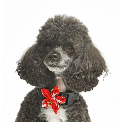 Red Vintage Flower Collar Attachment