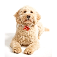 Red Polka Flower Collar Attachment