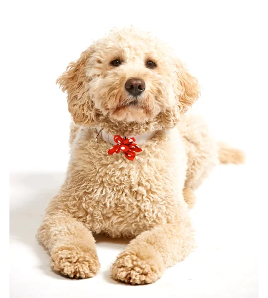 Red Polka Flower Collar Attachment