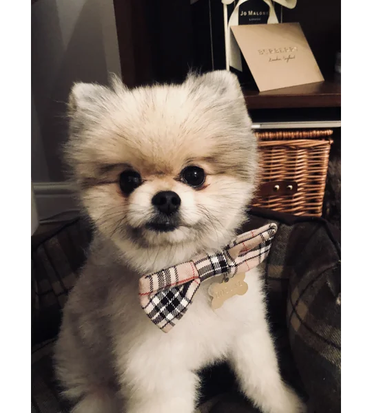 Barkberry Plaid Tartan Bow Tie
