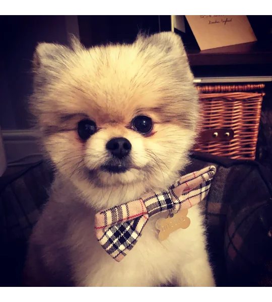 Barkberry Plaid Tartan Bow Tie