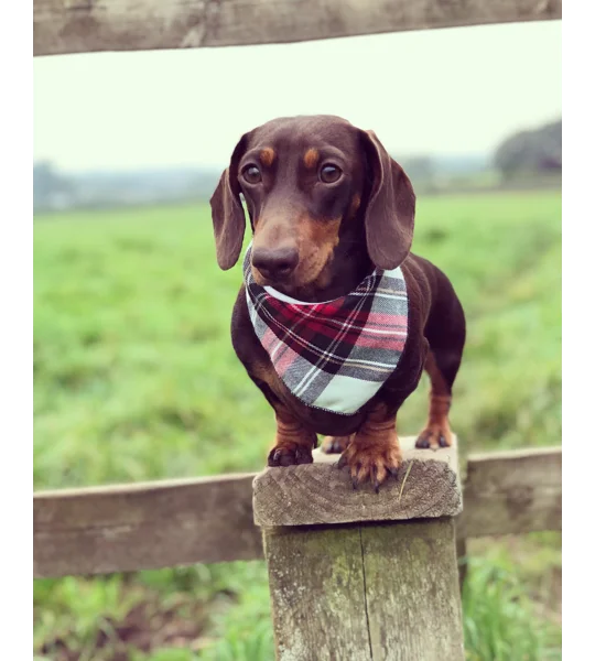 Alfies Red & White Tartan Plaid Bandana