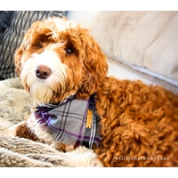 Frayed Buffalo Purple Plaid Bandana - Scamps