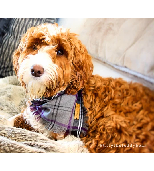Frayed Buffalo Purple Plaid Bandana - Scamps