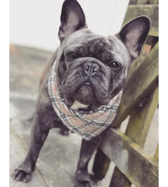 Barkberry Plaid Bandana