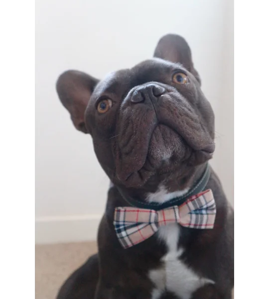 Barkberry Plaid Tartan Bow Tie