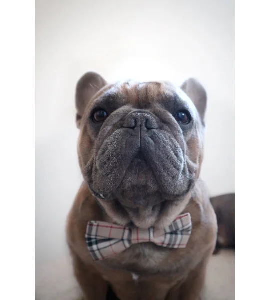 Barkberry Plaid Tartan Bow Tie
