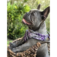 Frayed Buffalo Purple Plaid Bandana - Scamps