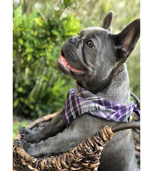 Frayed Buffalo Purple Plaid Bandana - Scamps