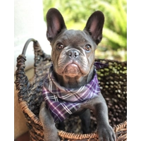 Frayed Buffalo Purple Plaid Bandana - Scamps