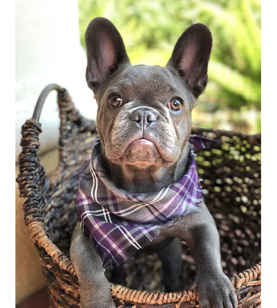 Frayed Buffalo Purple Plaid Bandana - Scamps