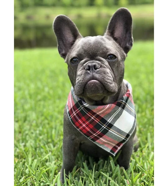 Alfies Red & White Tartan Plaid Bandana