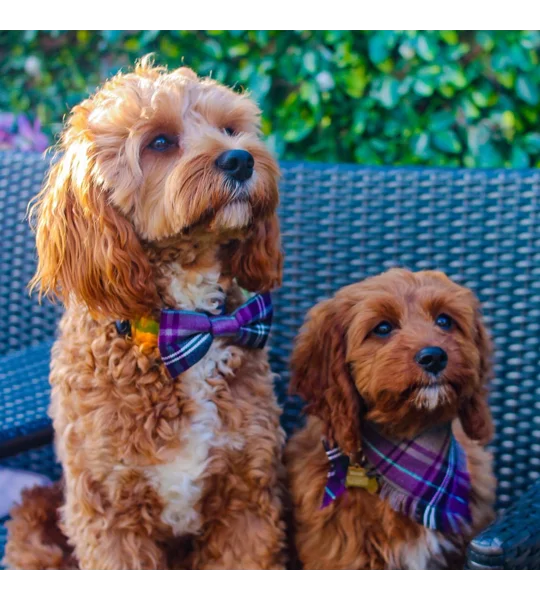 Frayed Buffalo Purple Plaid Bandana - Scamps