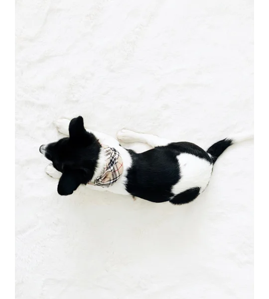 Barkberry Plaid Bandana