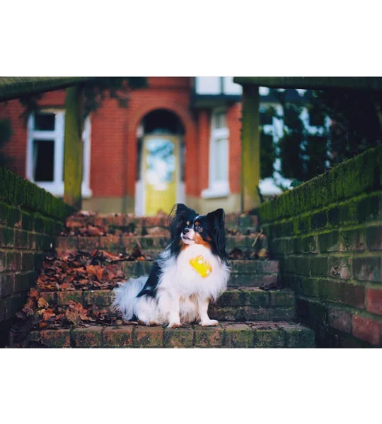 Yellow Star Dog Bandana