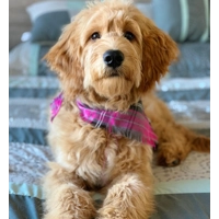 Frayed Buffalo Pink Plaid Bandana - Scamps