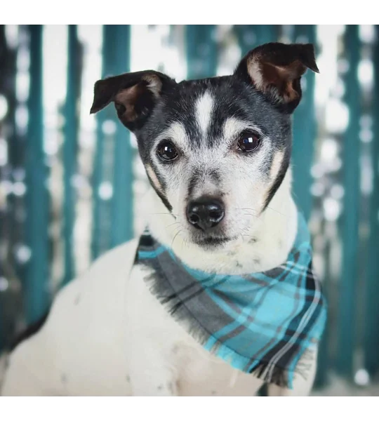 Frayed Buffalo Blue Plaid Bandana - Scamps