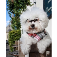 FRAYED Alfies Red & White Plaid Bandana - Scamps