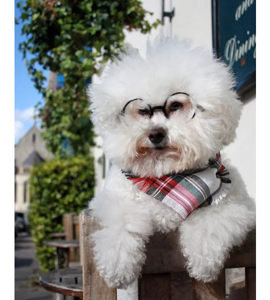 FRAYED Alfies Red & White Plaid Bandana - Scamps