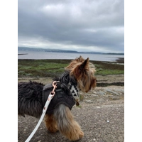 White Biothane Dog Lead