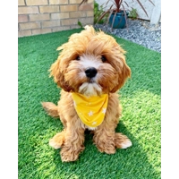 Yellow Star Dog Bandana
