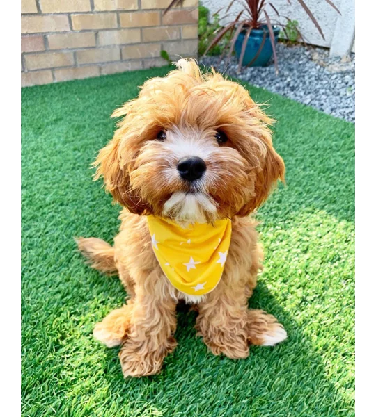 Yellow Star Dog Bandana