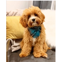 Frayed Buffalo Blue Plaid Bandana - Scamps