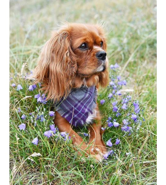 Frayed Buffalo Purple Plaid Bandana - Scamps