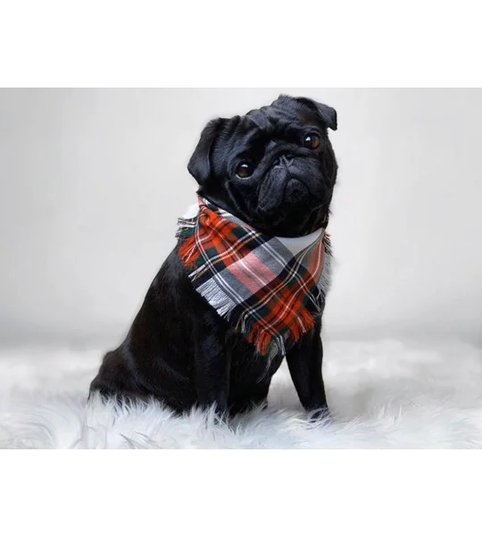 FRAYED Alfies Red & White Plaid Bandana - Scamps