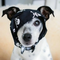 Black Skulls Bandana