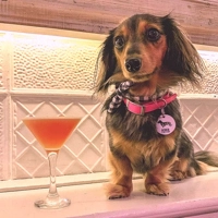 Hot Pink Biothane Dog Collar - Optional Fittings