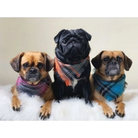 Frayed Buffalo Blue Plaid Bandana - Scamps