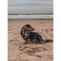 Hot Pink Biothane Dog Collar - Optional Fittings