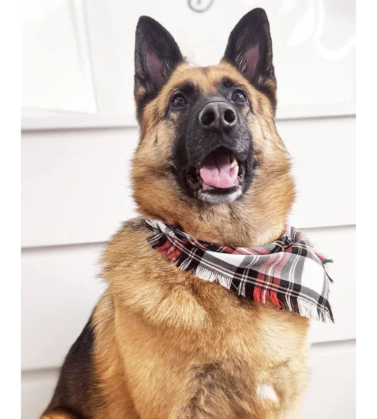 FRAYED Alfies Red & White Plaid Bandana - Scamps