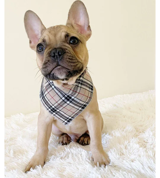 Barkberry Plaid Bandana