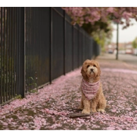 Cherry Blossom Dog Bandana