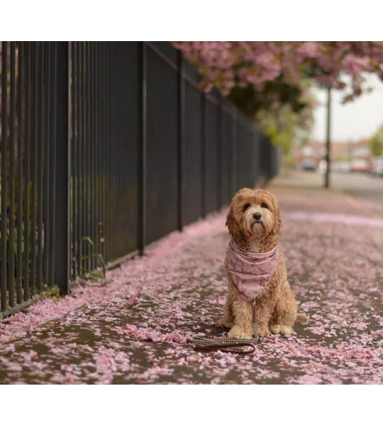 Cherry Blossom Dog Bandana