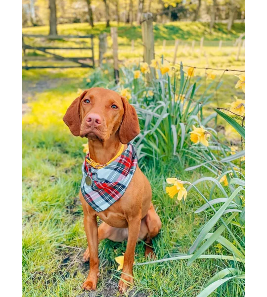 Alfies Red & White Tartan Plaid Bandana